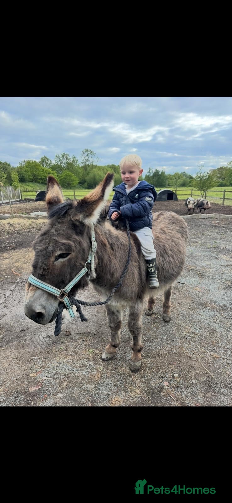 Donkey livestock for sale: Meet Maggie- a truly special Jenny donkey in foal  - Advert 18