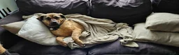 Mixed Breed dogs for adoption: Playful Philly - Advert 8