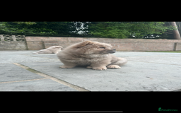 Chow Chow dogs for sale: Chow chow puppies ready to leave in Cardiff - Image 6