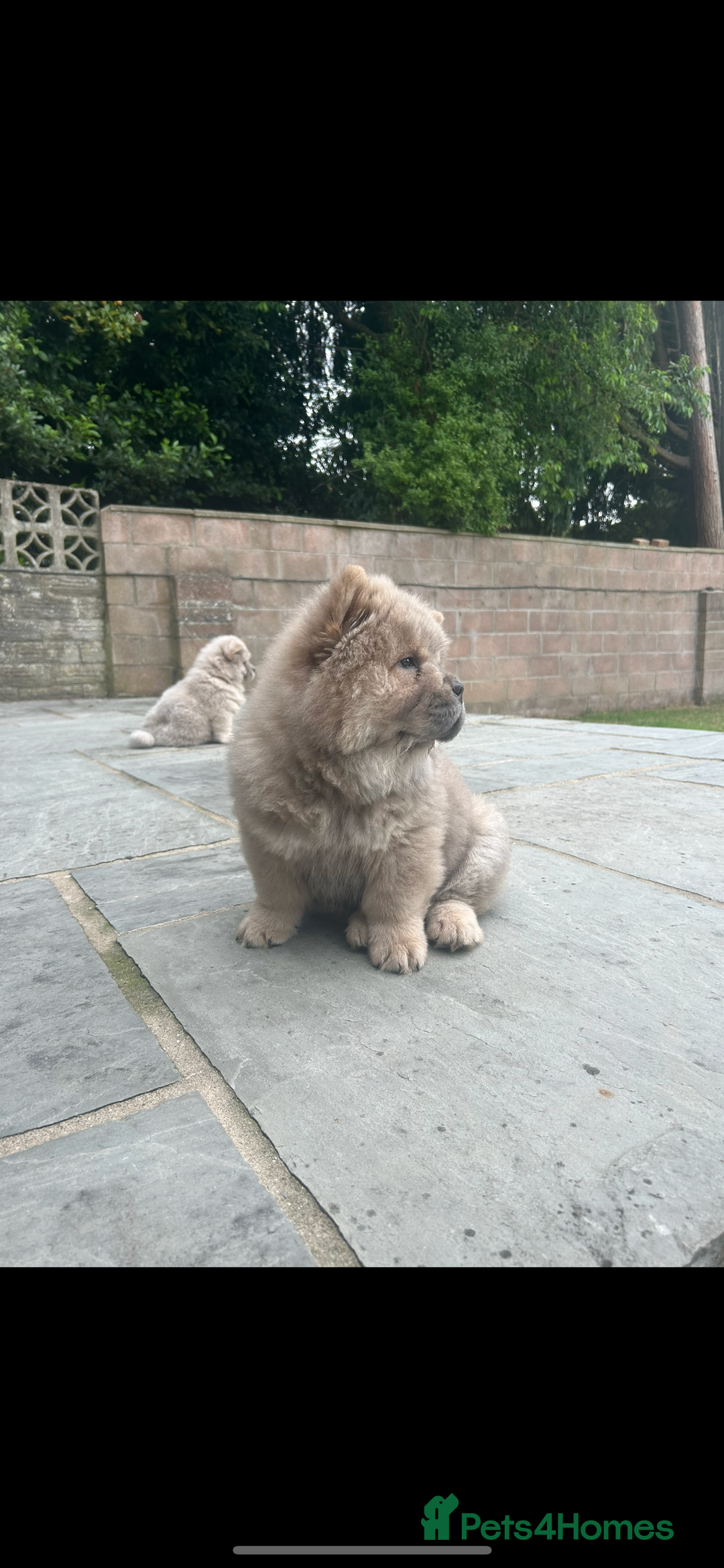Chow Chow dogs for sale: Chow chow puppies ready to leave in Cardiff - Image 6