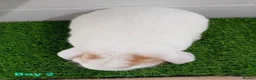 Mini Lop rabbits for sale: Mini Lop Baby Bunnies - Ready now!! - Advert 9