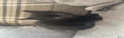 Mixed Breed cats for sale: 5 kittens  in Scunthorpe - Advert 5