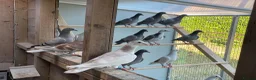 Pigeons birds for sale: 2026 Young Racing Pigeons  in Chesterfield - Advert 5