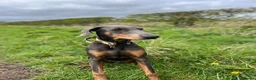 Dobermann dogs for sale: 9 month old female blue Doberman  - Advert 3