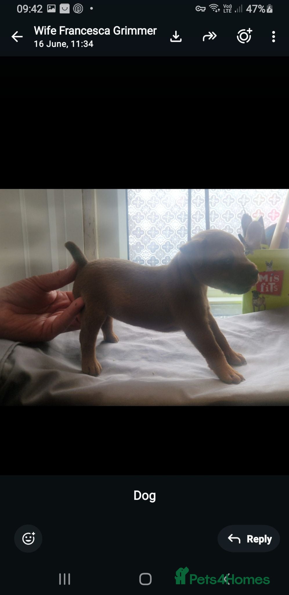 Lakeland Terrier dogs Lakeland type pups  - Advert 2