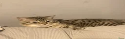 Bengal cats for stud: Bengal cross ragdoll stud. - Advert 5