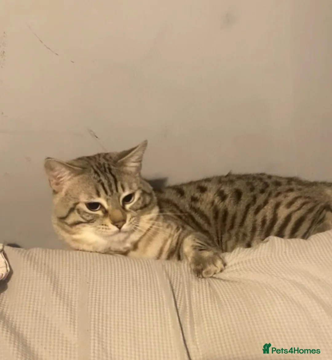 Bengal cats for stud: Bengal cross ragdoll stud. - Advert 5
