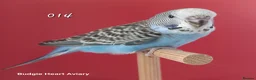 Budgerigars birds for sale: Hobby budgie breeder- waiting list open in Kidwelly - Advert 6