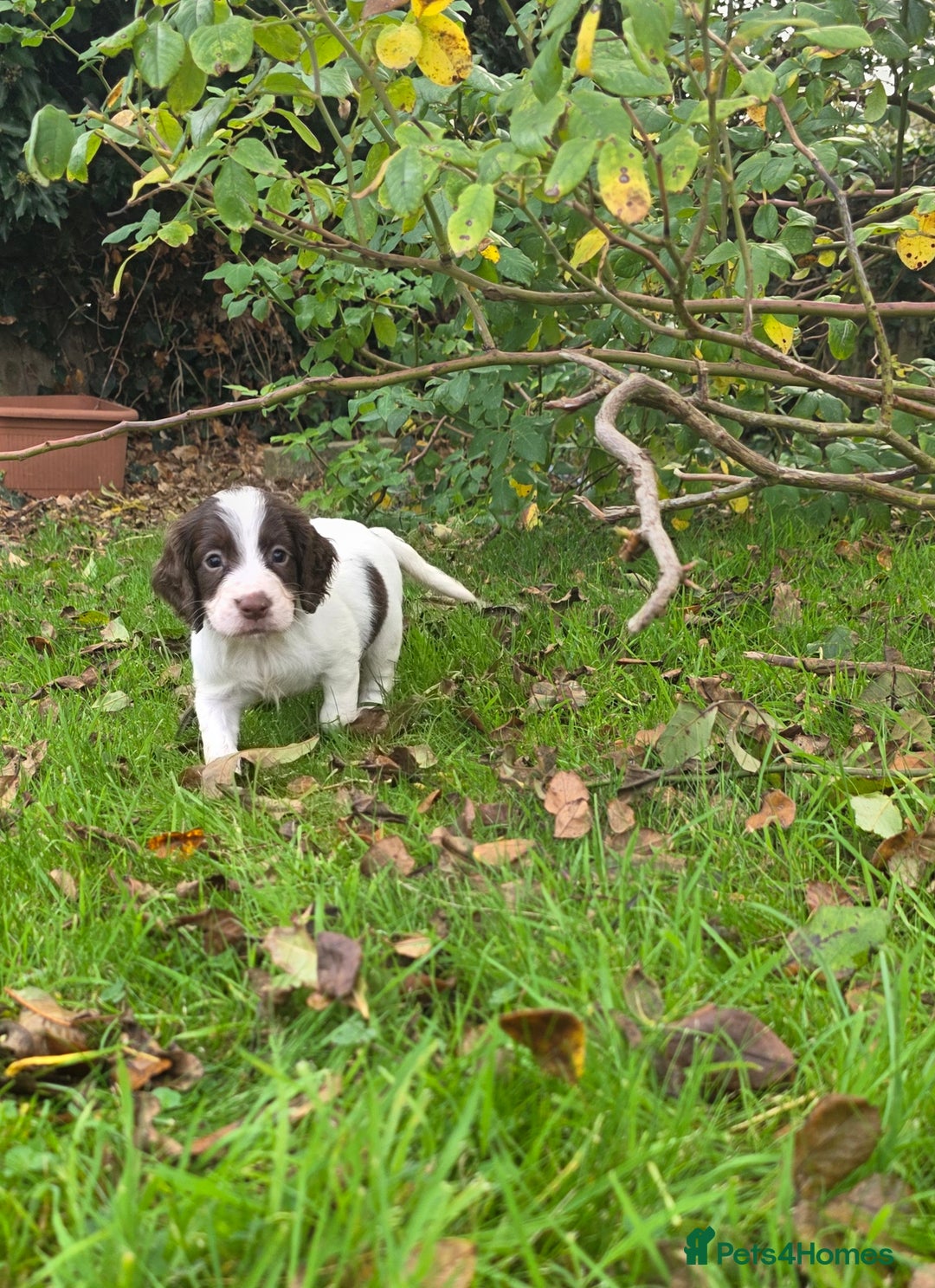 Cocker Spaniel dogs for sale: WORKING COCKER SPANIELS ..DNA CLEAR - Image 35
