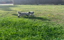 Mixed Breed dogs for sale: Rare Dalmadoodle puppies 🐶 🩷  - Image 29