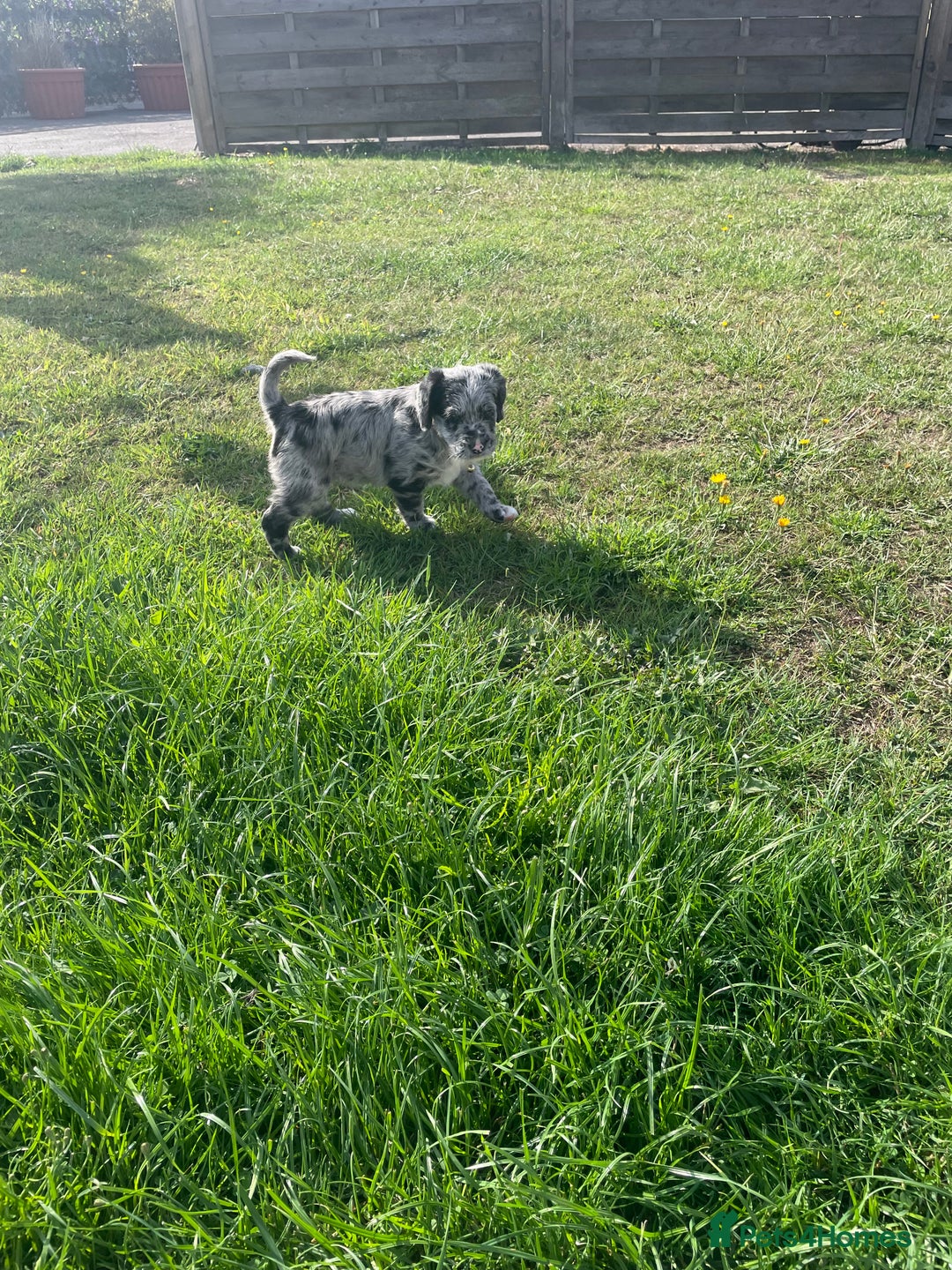Mixed Breed dogs for sale: Rare Dalmadoodle puppies 🐶 🩷  - Image 29