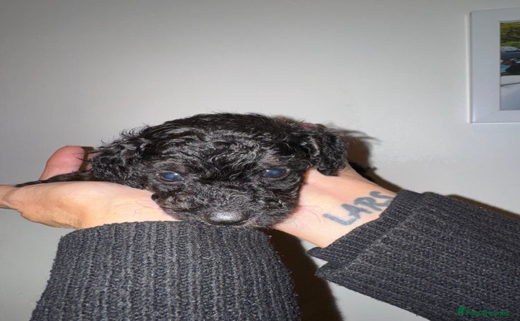 Toy Poodle dogs - Advert 1