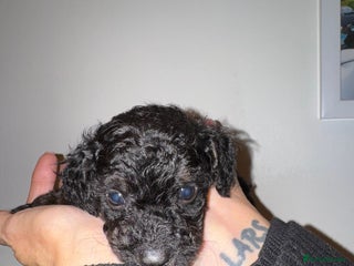 Toy Poodle dogs - Advert 1