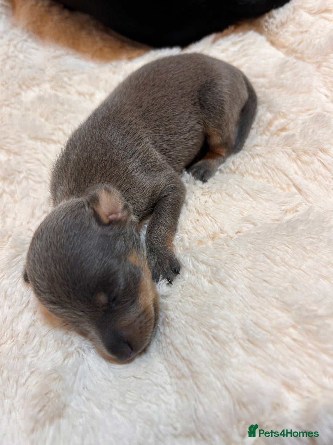 Miniature Pinscher dogs for sale: Gorgeous MinPin Puppies-Ready from 8th Dec! - Advert 28