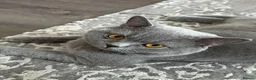British Shorthair cats for sale: 4 BSH in London - Advert 14
