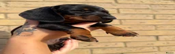 Miniature Dachshund dogs for sale: Beautiful Miniature Daschund Puppies  - Advert 11
