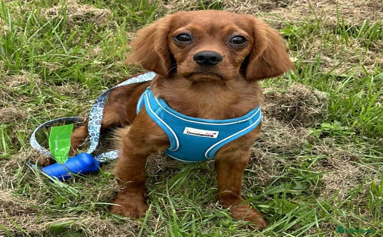 Cavalier King Charles Spaniel dogs - Advert 11