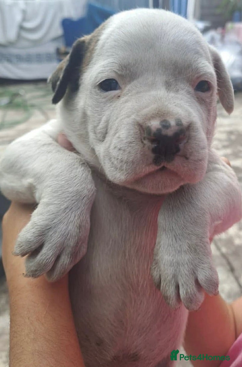 American Bulldog dogs American bulldog puppies beautiful  - Advert 1