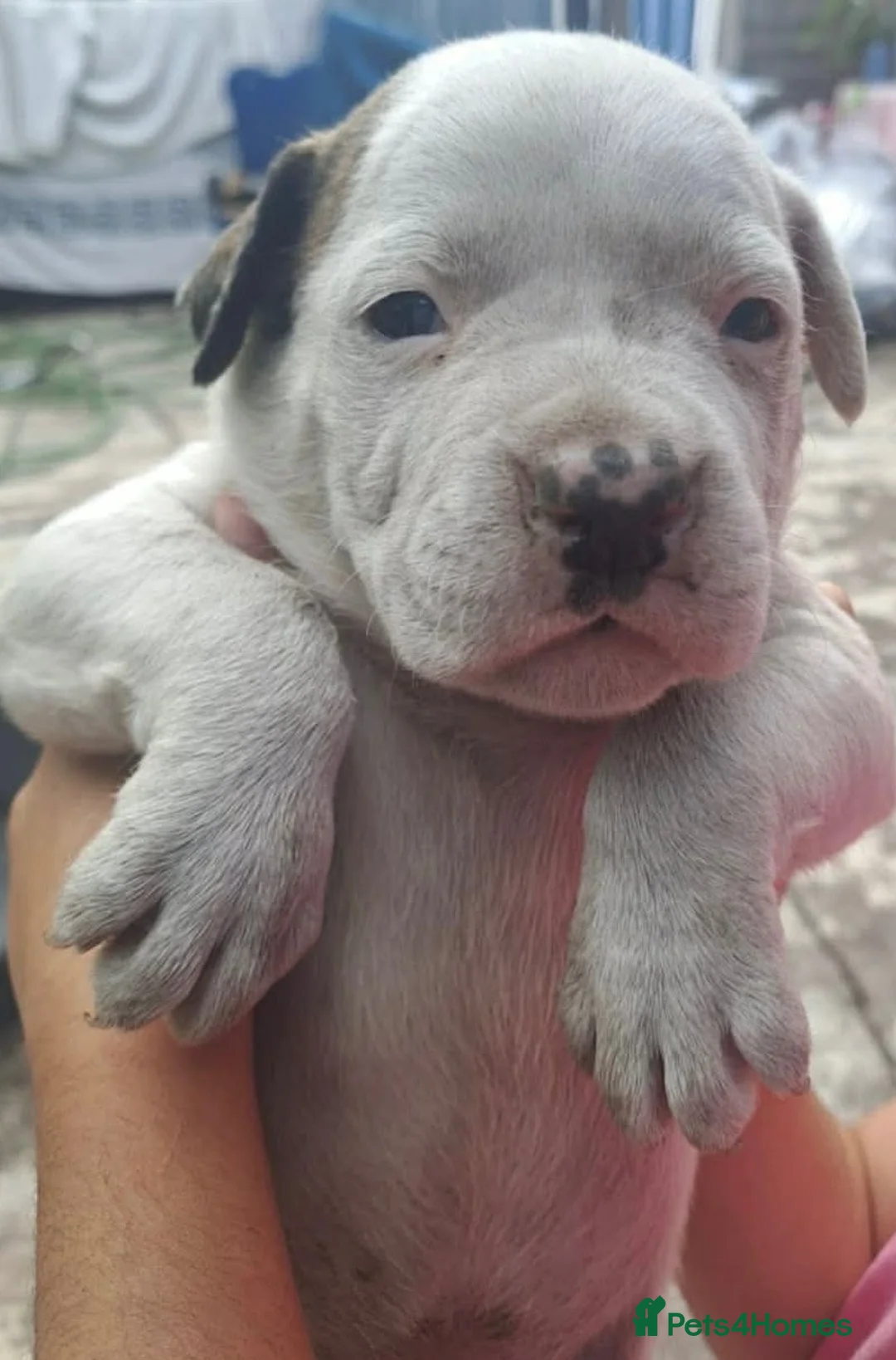 American Bulldog dogs for sale: American bulldog puppies beautiful  - Advert 1