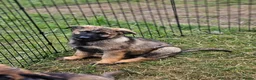 German Shepherd dogs for sale: Kc reg working line German shepherd pups in Barnsley - Advert 9