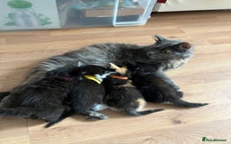 Mixed Breed cats for sale: Adorable 5-Week-Old Kittens Ready for Loving Home  - Image 1