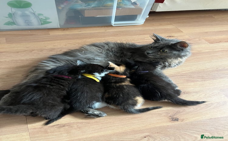 Mixed Breed cats - Advert 15