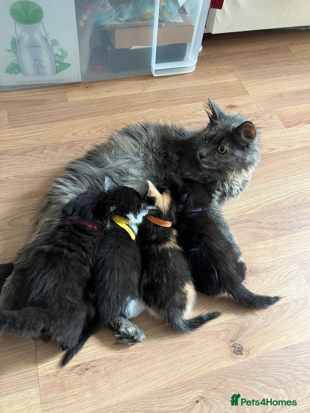 Mixed Breed cats for sale: Adorable 5-Week-Old Kittens Ready for Loving Home  - Image 1