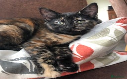 Mixed Breed cats for sale: Beautiful tortoiseshell/calico kitten - Image 1