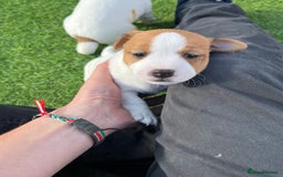 Mixed Breed dogs for sale: Lovely Jack Russel/Plumber puppies - Image 19