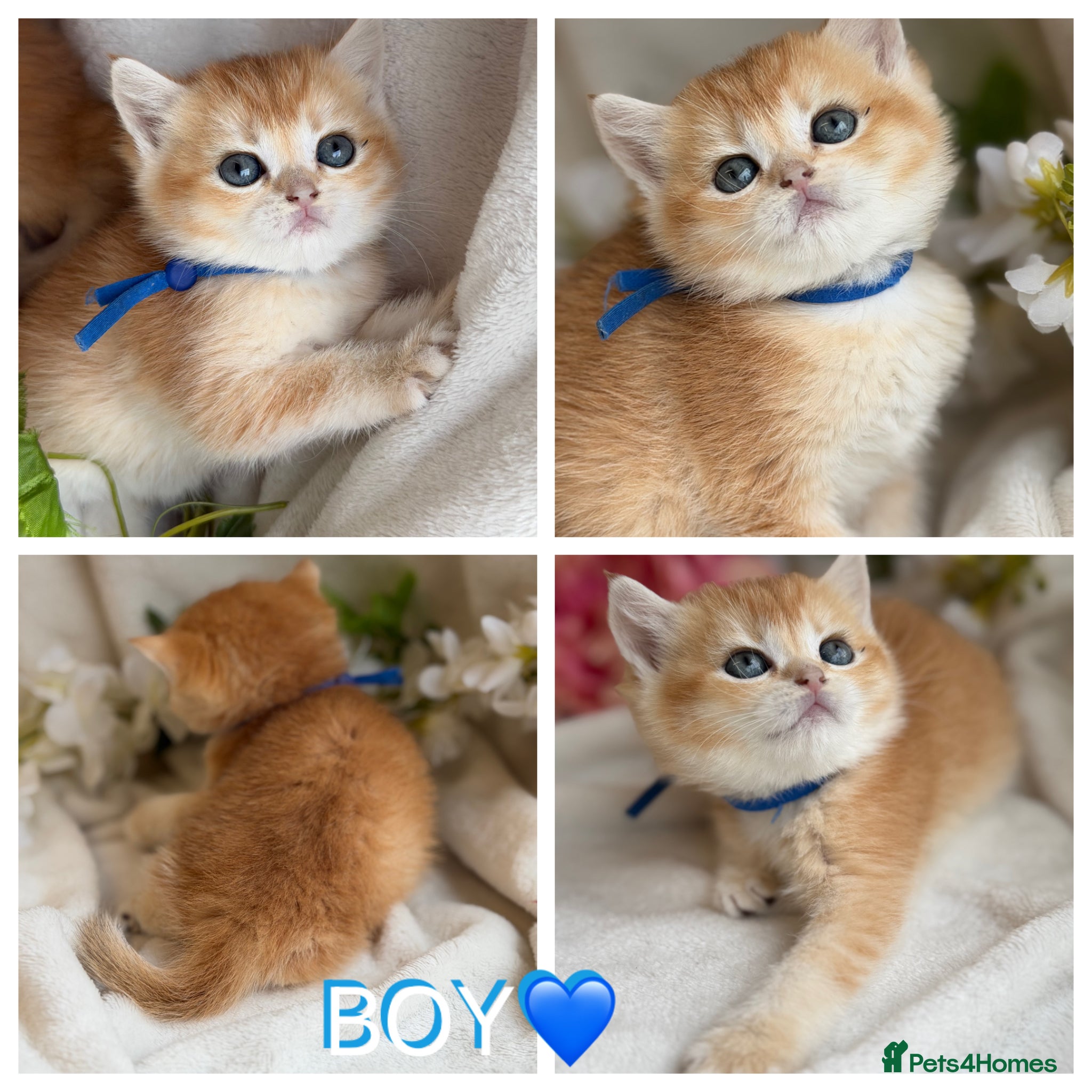 British Shorthair cats for sale: British shorthair golden adorable kitten GCCF  - Advert 4