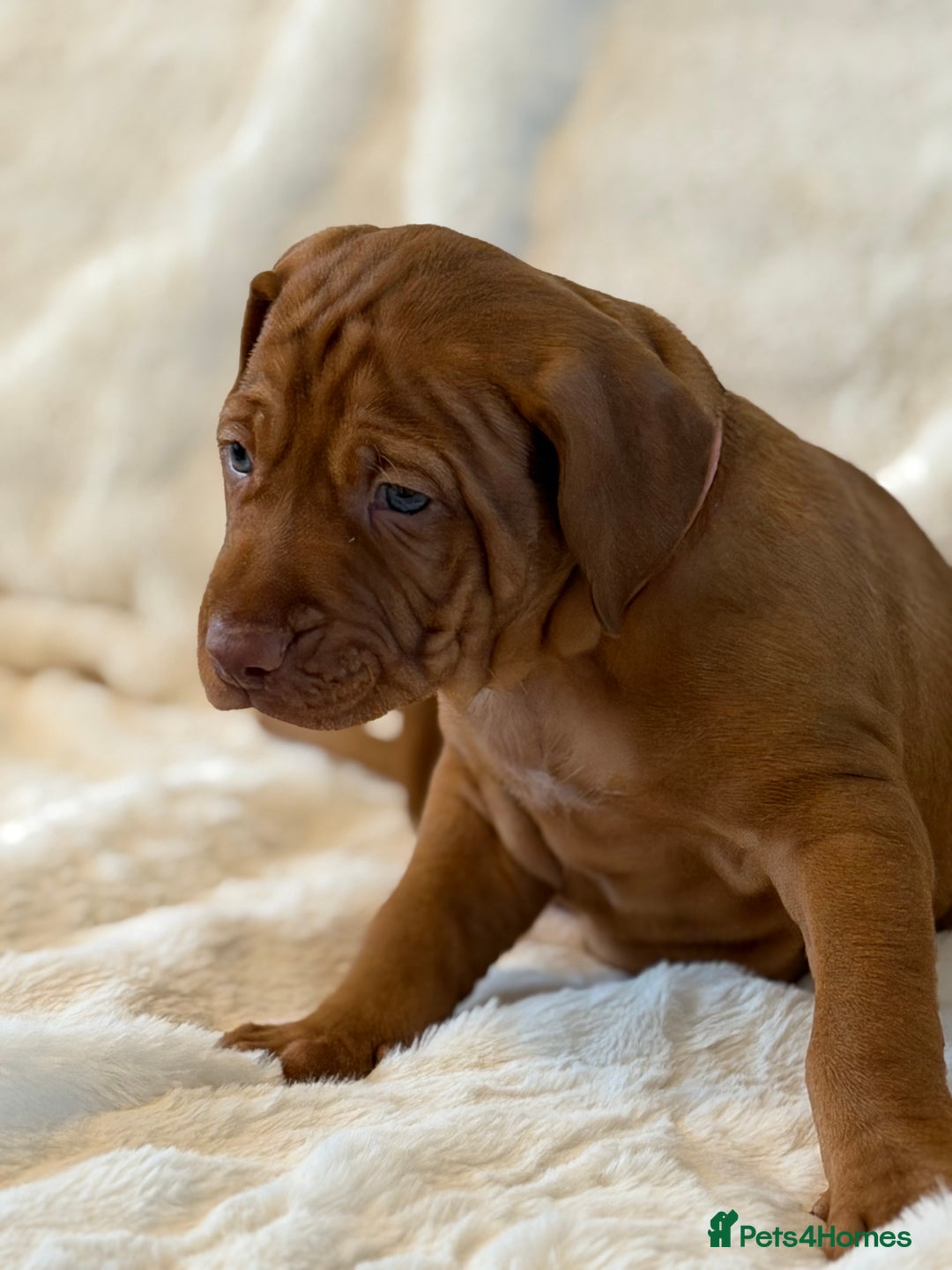 Hungarian Vizsla dogs for sale: Beautiful Hungarian Vizsla Puppies – 5⭐ Homes Only - Advert 13