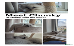 Ragdoll cats for sale: 🧁Sweet ragdolls - Image 3
