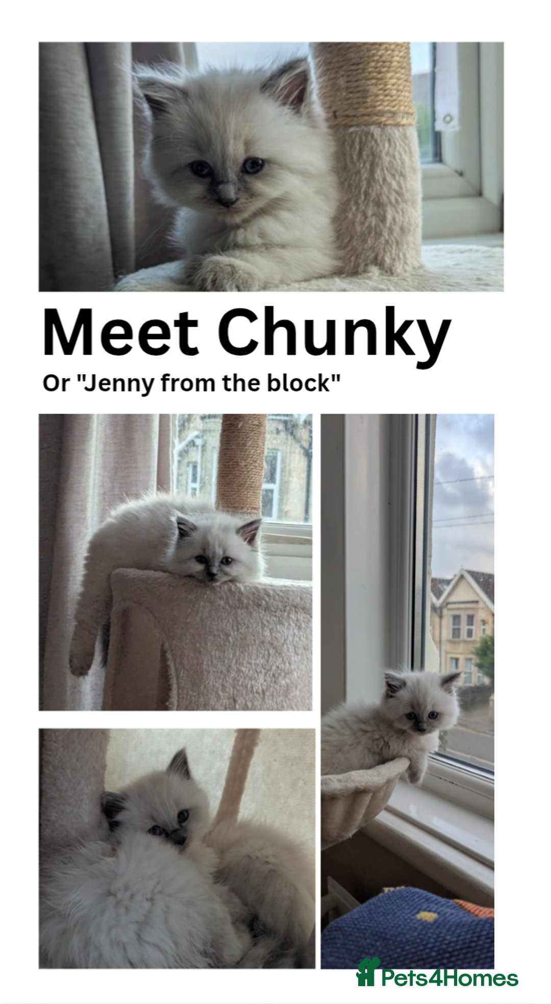 Ragdoll cats for sale: 🧁Sweet ragdolls - Image 3