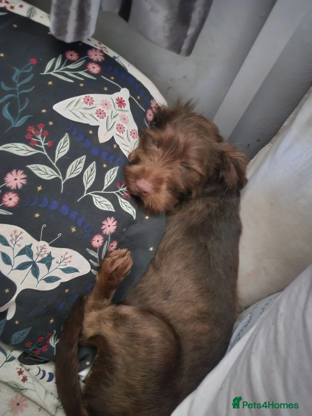 Mixed Breed dogs for sale: 18 week cocker teckle  - Advert 3
