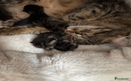 British Longhair cats for sale: Kittens for sale  - Image 11