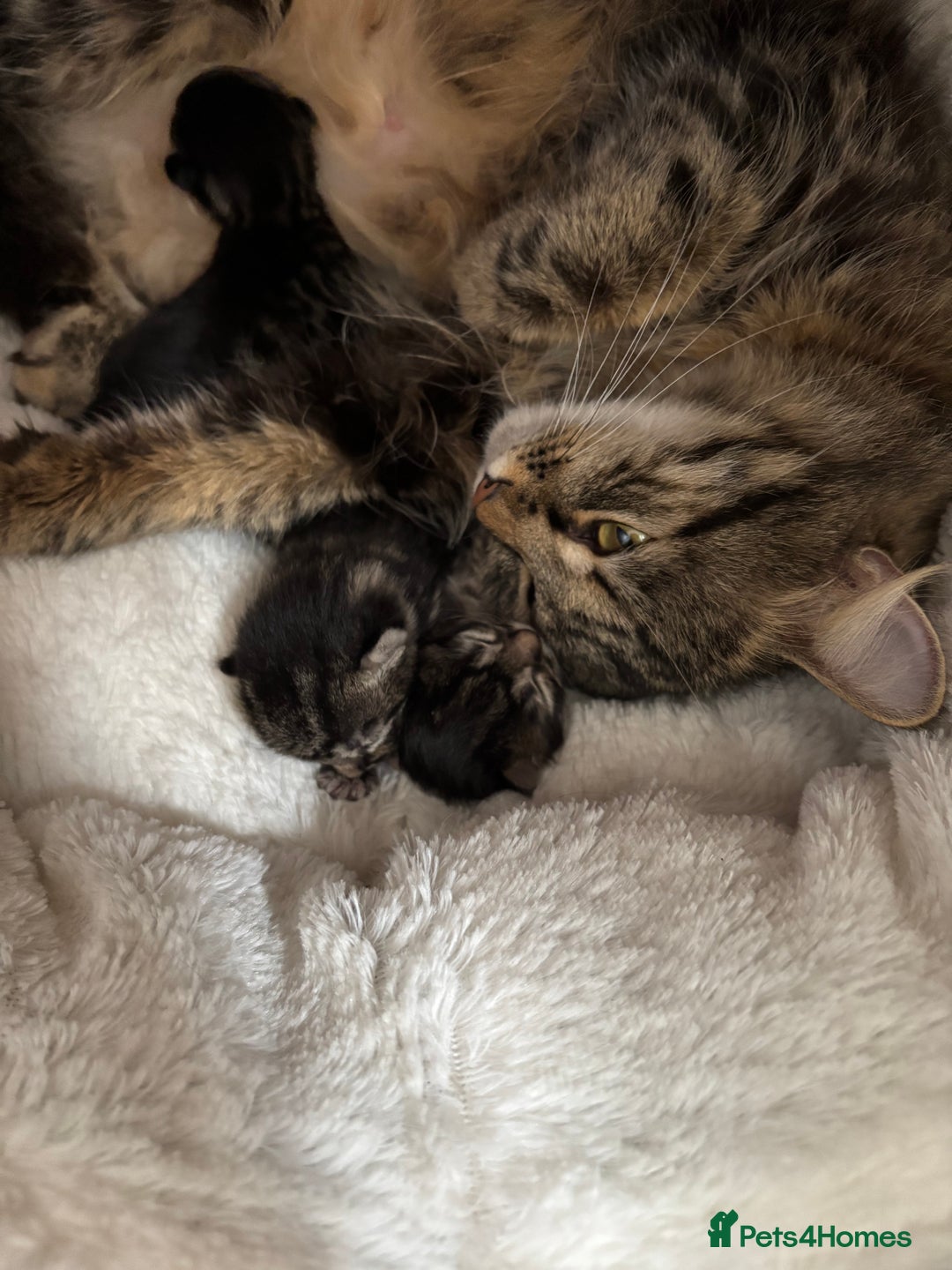 British Longhair cats for sale: Kittens for sale  - Image 11