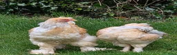 Chickens poultry for sale: Lemon Pyle Brahma Cockerel & Hen in Carnforth - Advert 1