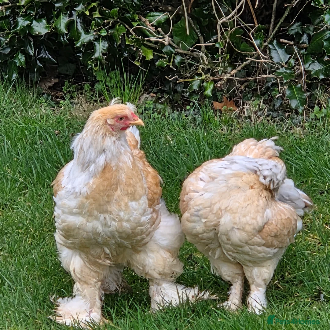 Chickens poultry for sale: Lemon Pyle Brahma Cockerel & Hen in Carnforth - Advert 1