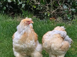 Chickens poultry Lemon Pyle Brahma Cockerel & Hen in Carnforth - Advert 1