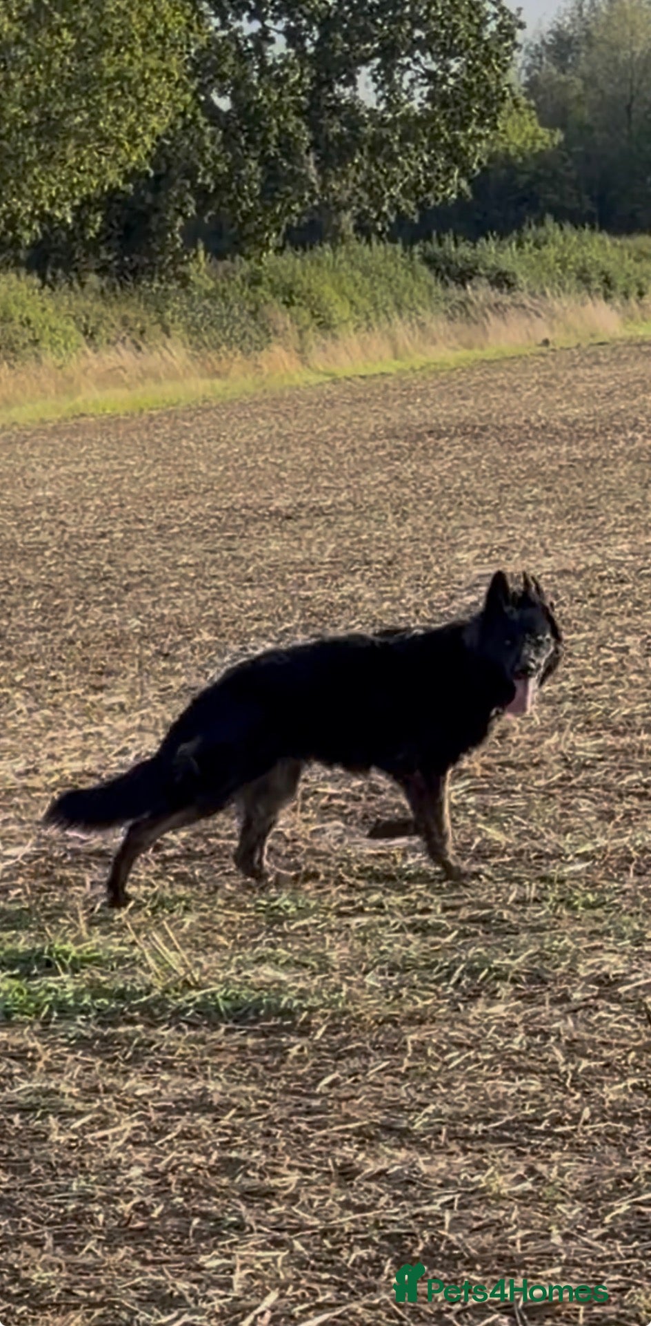 German Shepherd dogs German Shepard female for sale  - Advert 1