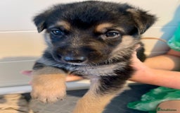 German Shepherd dogs for sale: BEAUTIFUL GERMAN SHEPHERD PUPPIES 😍 - Image 9