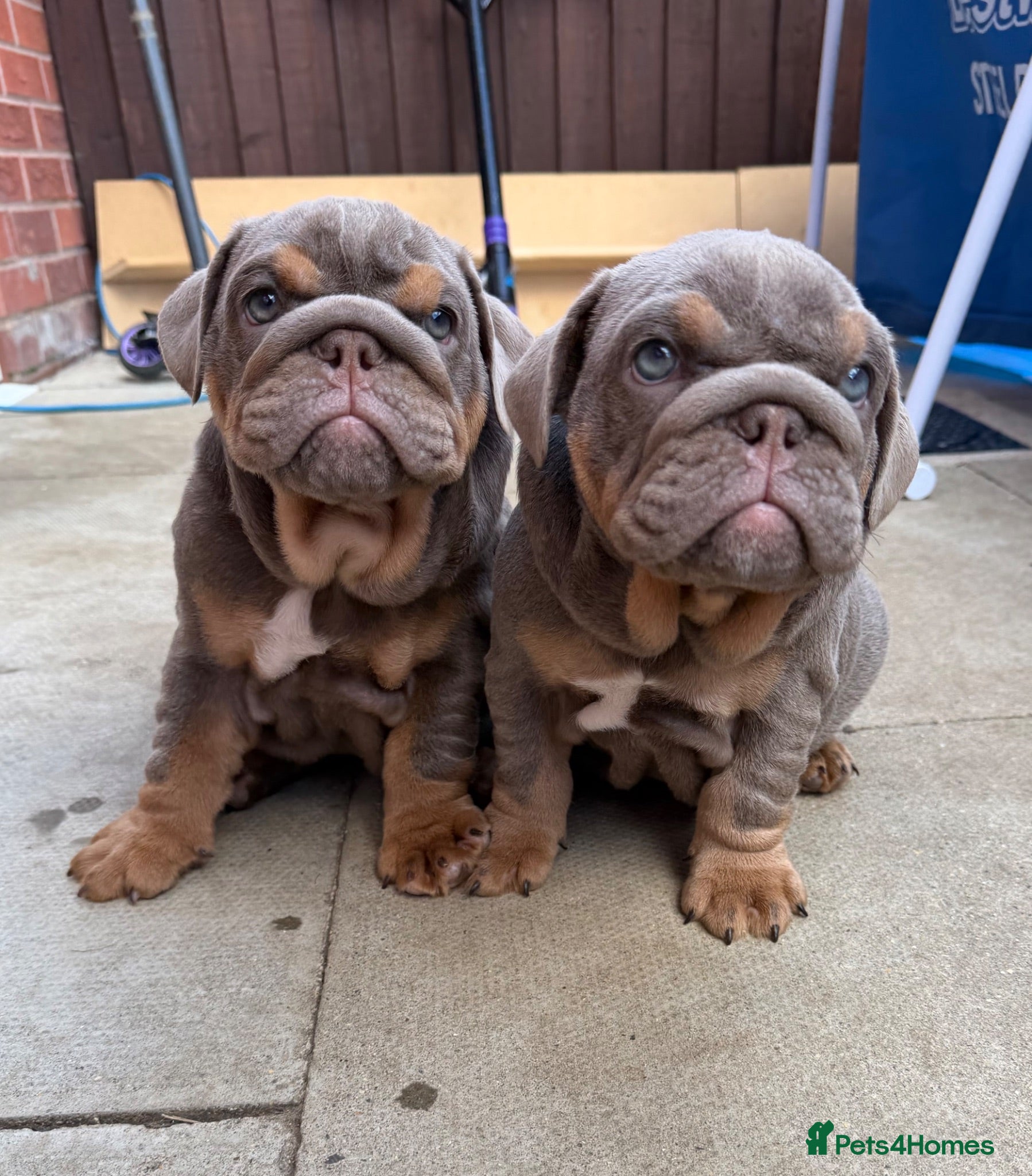 English Bulldog dogs Gorgeous KC English Bulldog Puppies🐶 - Advert 1