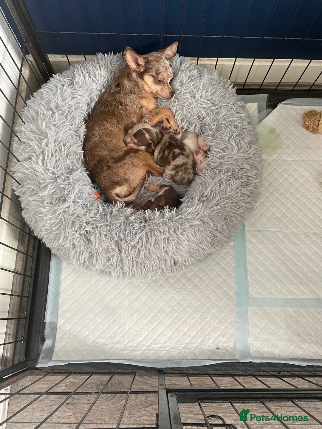 Chihuahua dogs for sale: 2 year old merle chihuahua male  - Advert 2