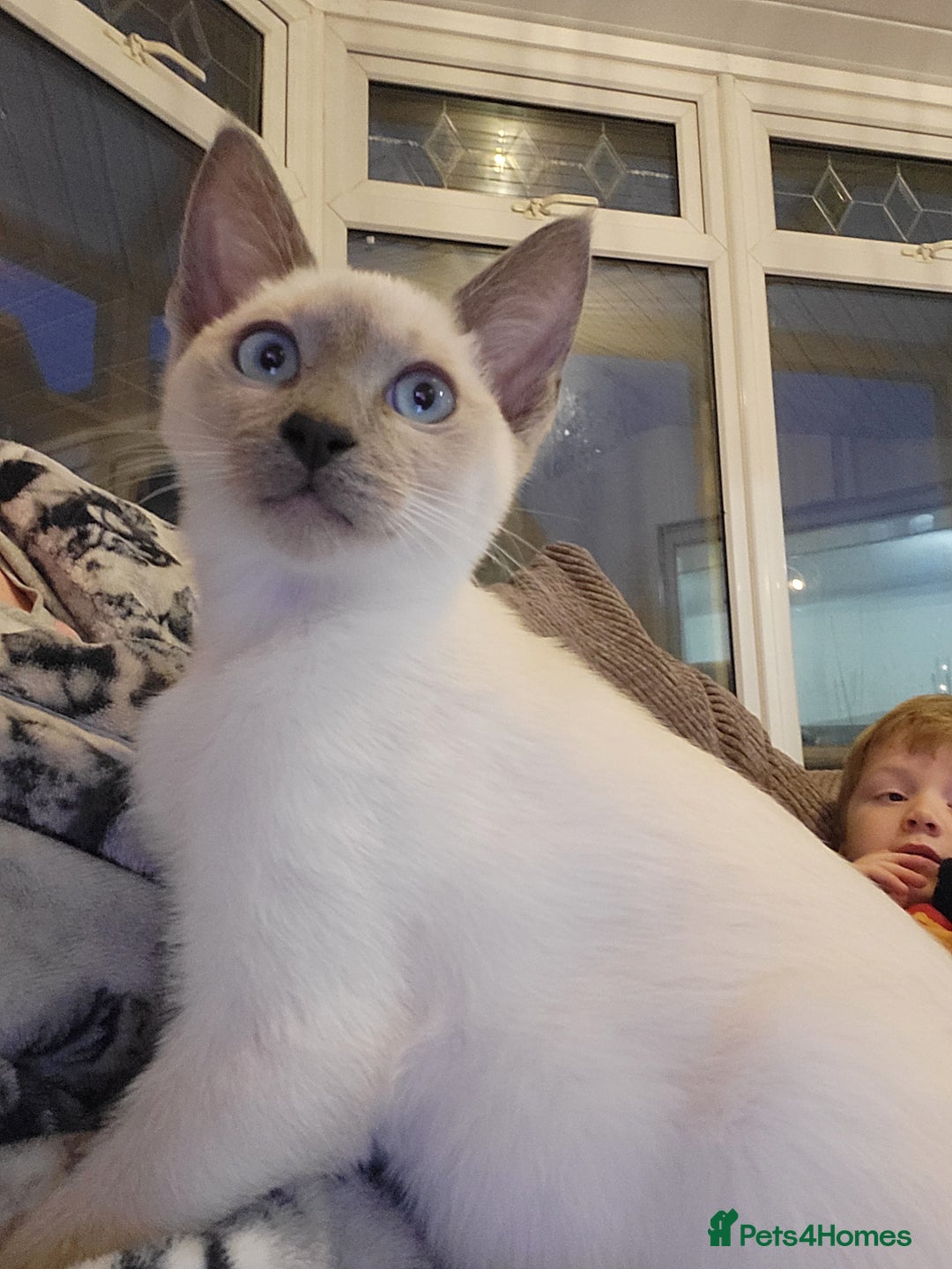 Snowshoe cats for sale: Rare Pedigree TICA Snowshoe Kittens -ONLY ONE LEFT - Advert 22