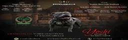 Staffordshire Bull Terrier dogs for sale: Beautiful KC bloodline champion staffy Puppies - Advert 4