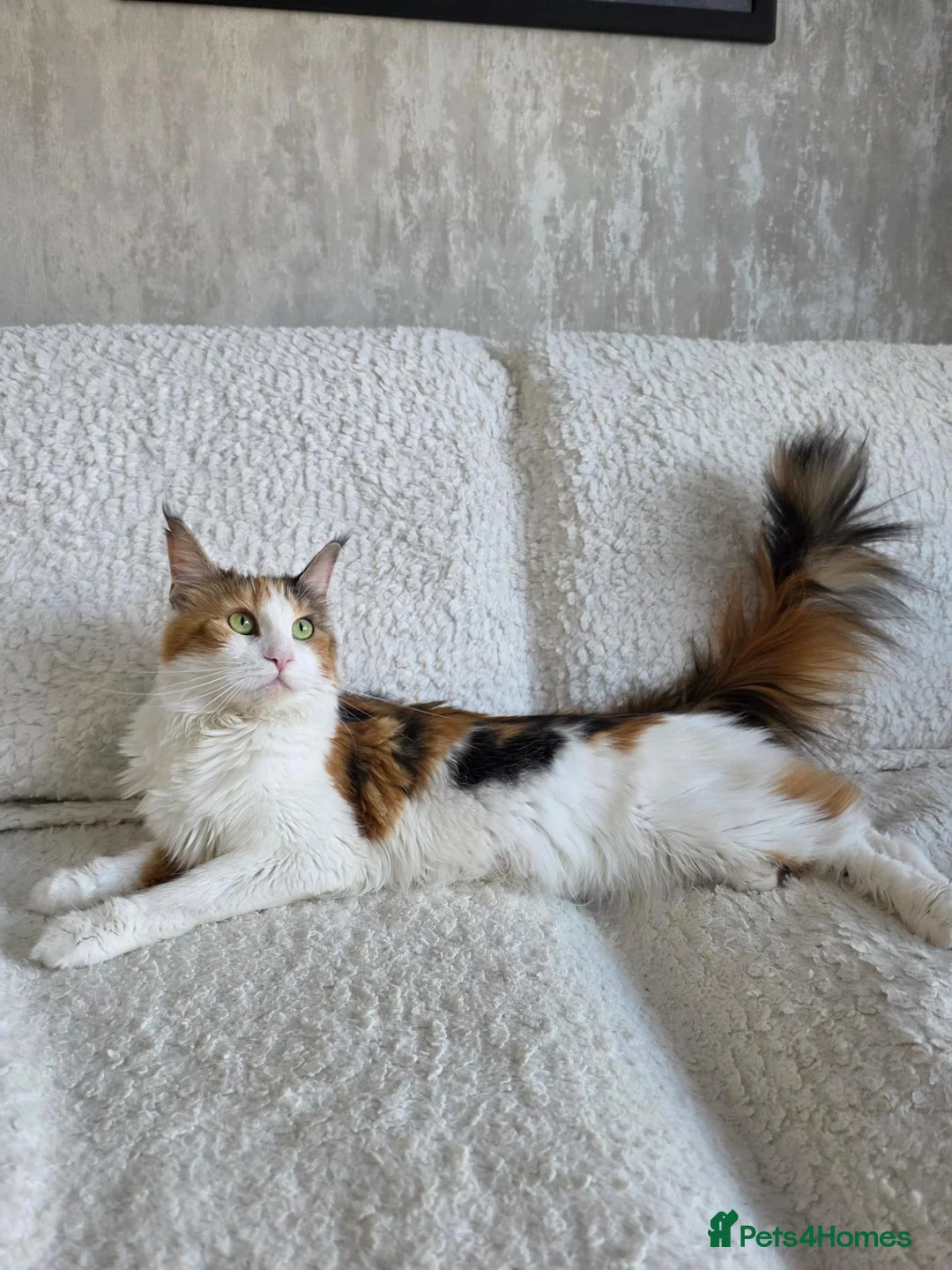 Maine Coon cats for sale: BEAUTIFUL MAIN COON KITTENS in Bolton - Advert 2