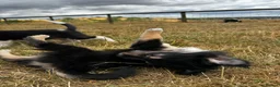 Mixed Breed dogs for sale: Kelpie x collies BEAUTIFUL LITTER - Advert 24