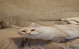 Maine Coon cats for sale: Our best boy is looking for a new home - Advert 2