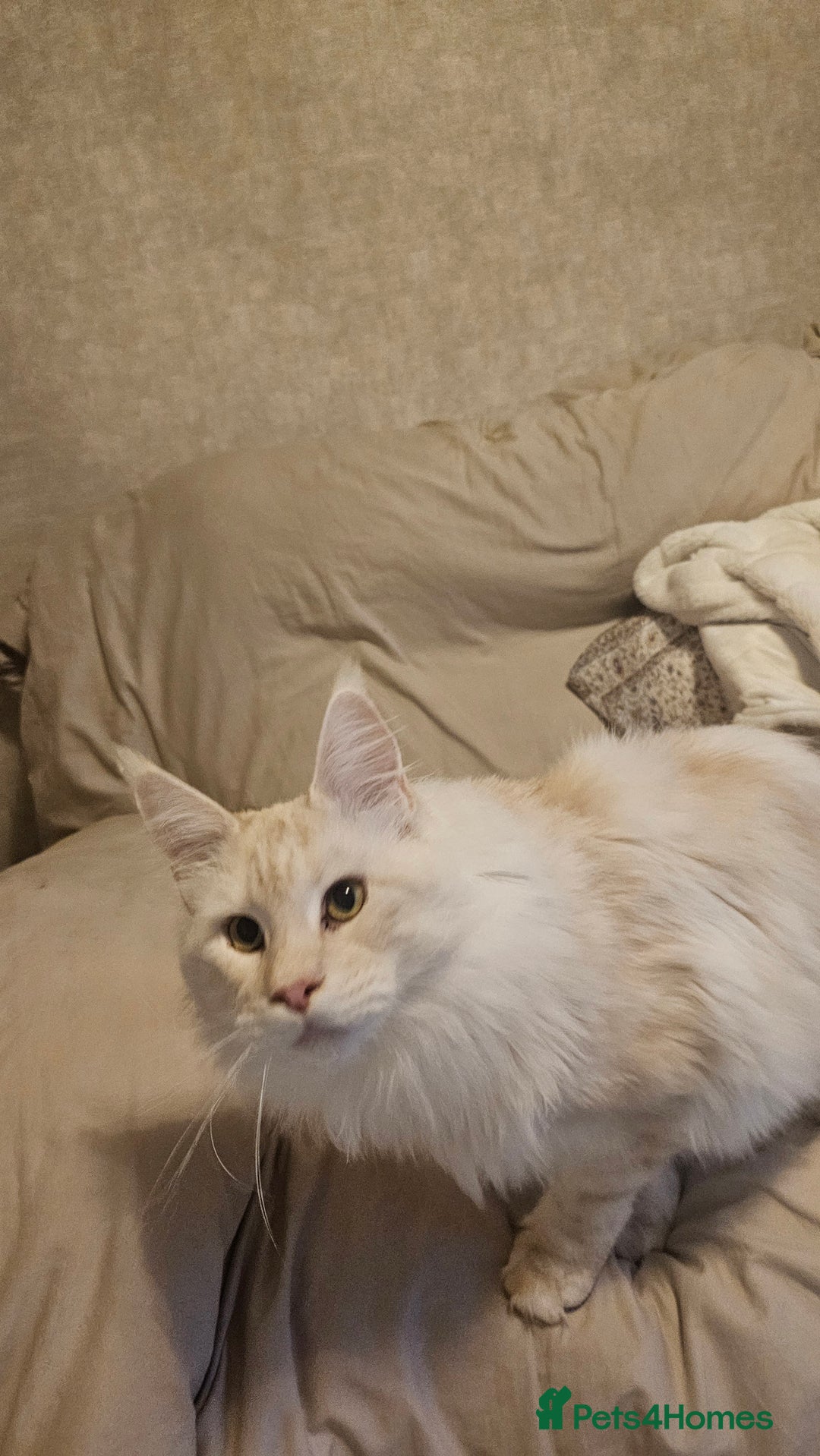 Maine Coon cats for sale: Our best boy is looking for a new home - Advert 2