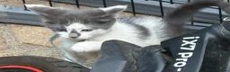Mixed Breed cats for sale: Ragdoll x gorgeous  - Advert 14